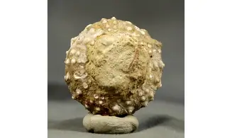 Gymnocidaris agassizi