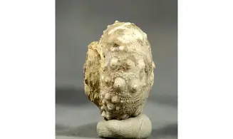 Gymnocidaris agassizi