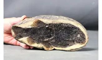 Paramblypterus duvernoyi