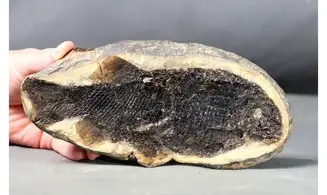 Paramblypterus duvernoyi