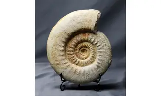 Indosphinctes cf. patina