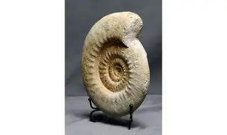 Indosphinctes cf. patina