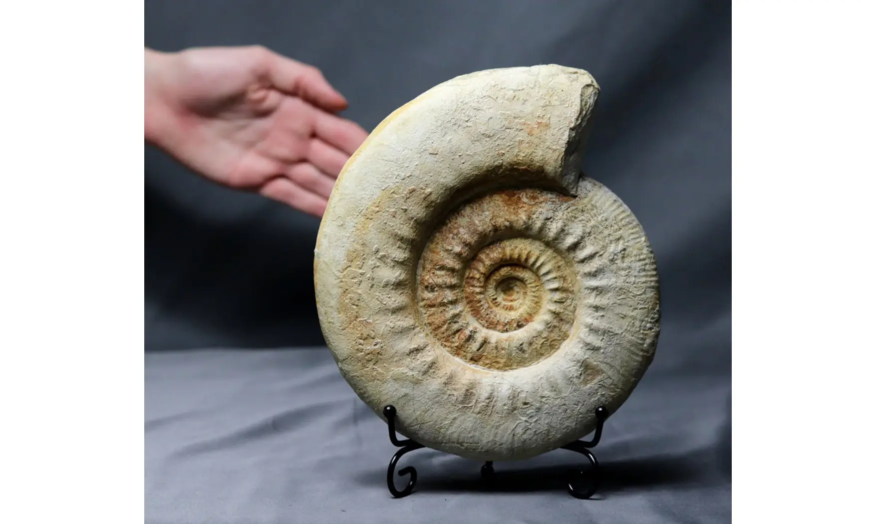 Indosphinctes cf. patina