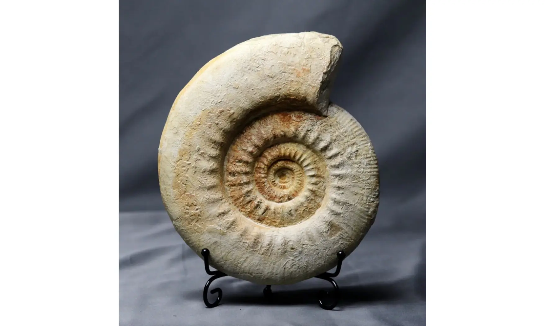 Indosphinctes cf. patina