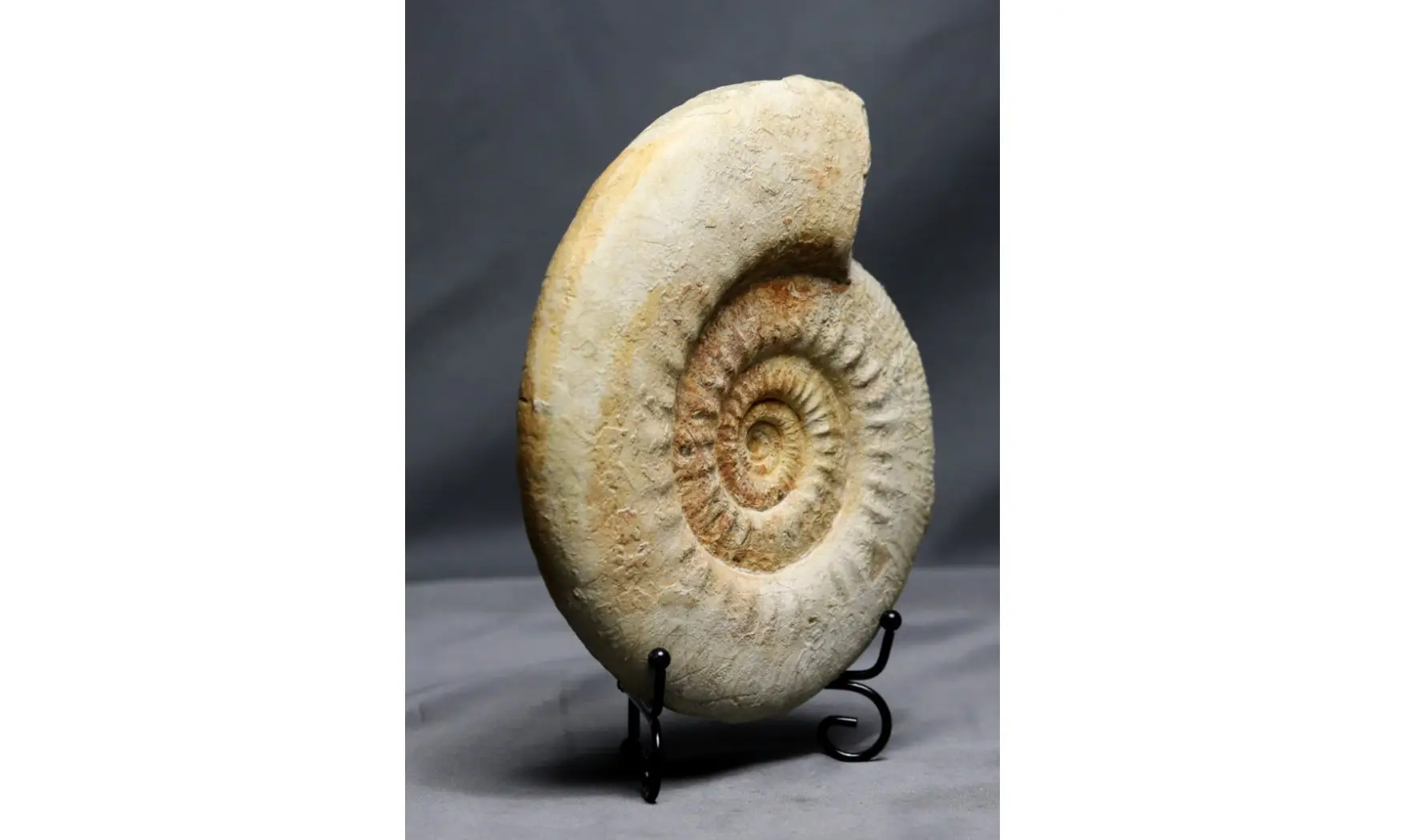 Indosphinctes cf. patina