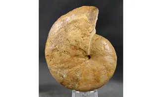 Phylloceras heterophyllum
