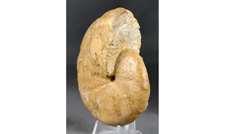 Phylloceras heterophyllum