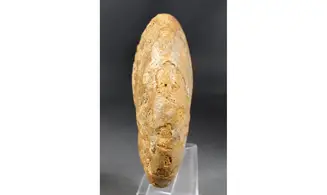 Phylloceras heterophyllum