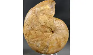 Phylloceras heterophyllum