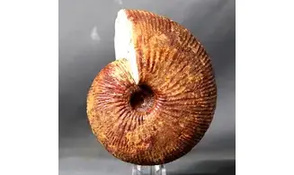 Epimayaites lemoinei