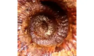 Epimayaites lemoinei