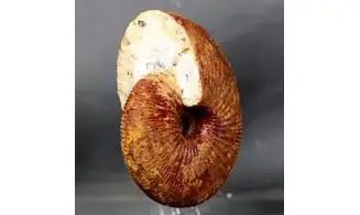 Epimayaites lemoinei