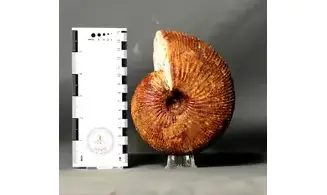 Epimayaites lemoinei