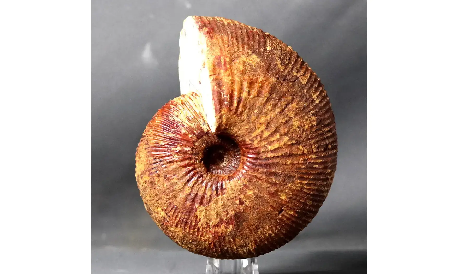 Epimayaites lemoinei