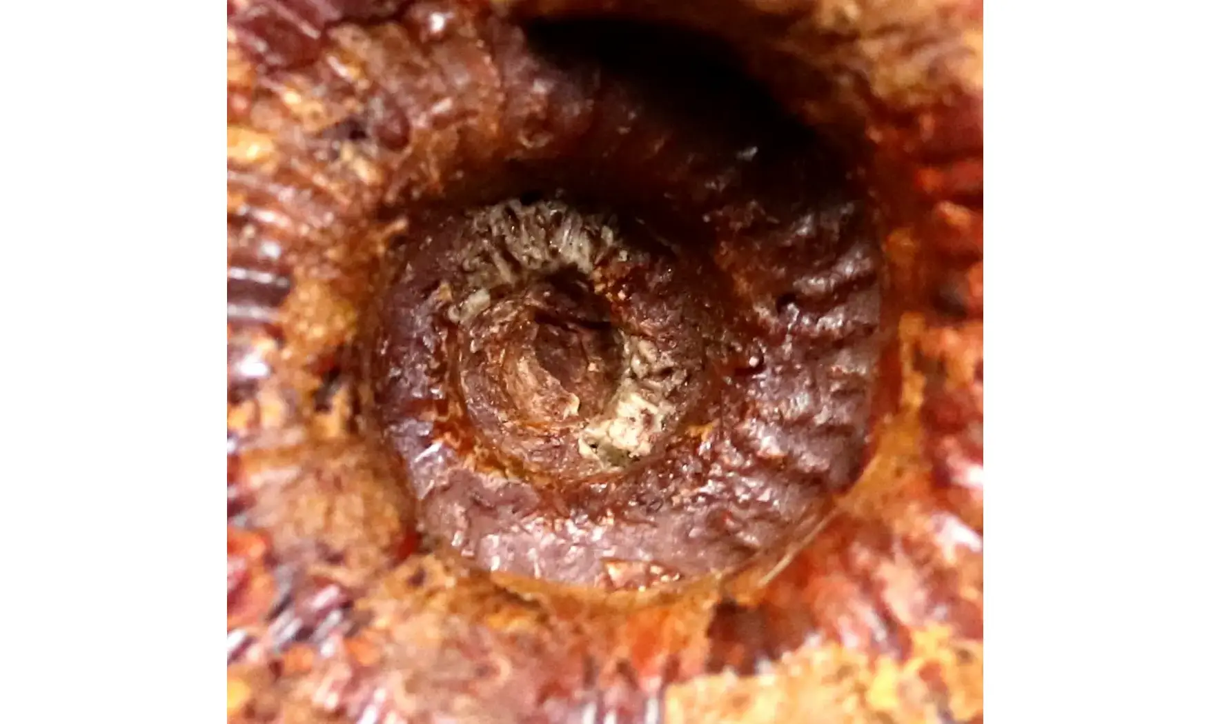Epimayaites lemoinei