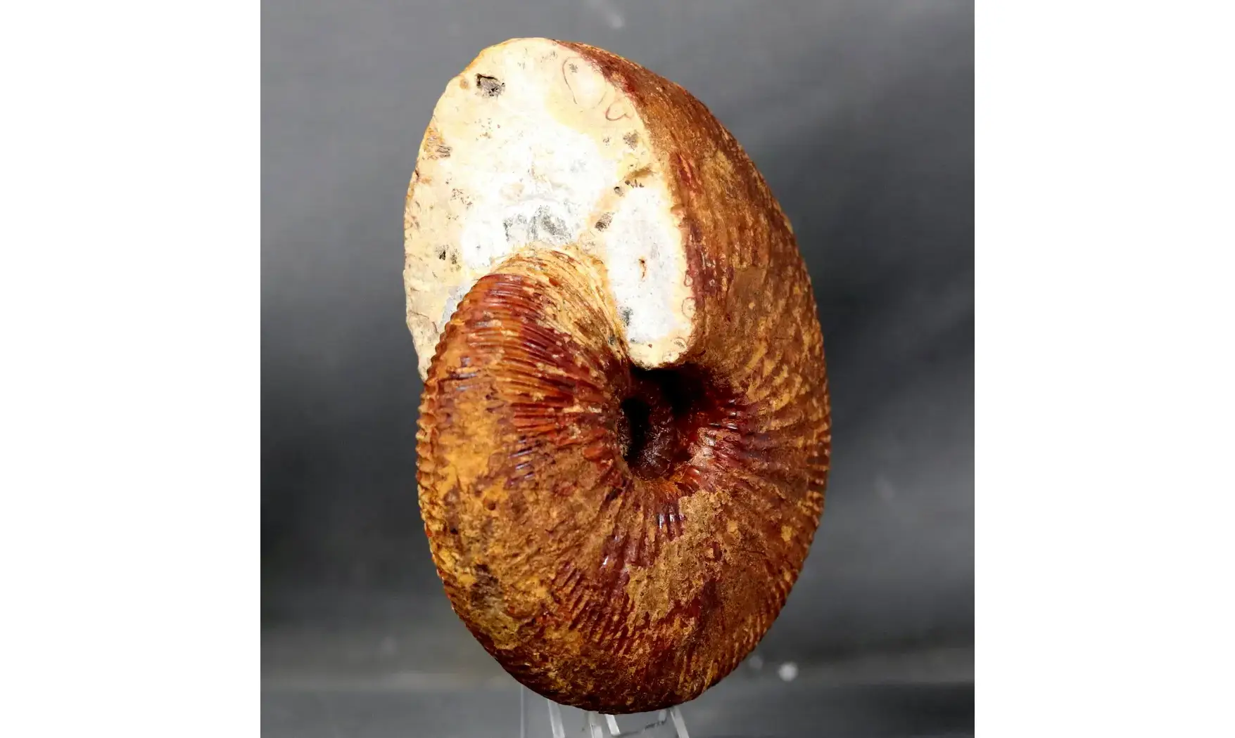 Epimayaites lemoinei