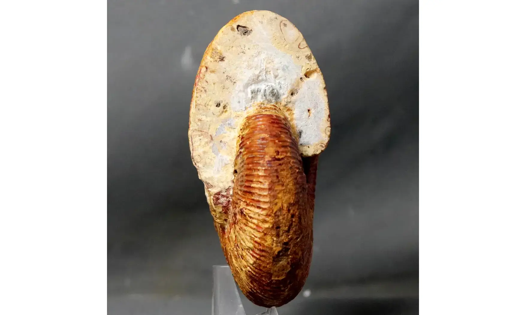 Epimayaites lemoinei