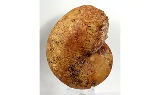 Adabofoloceras madagascariense