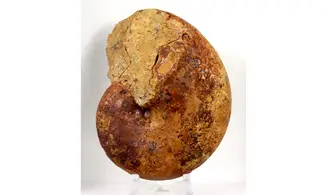 Adabofoloceras madagascariense