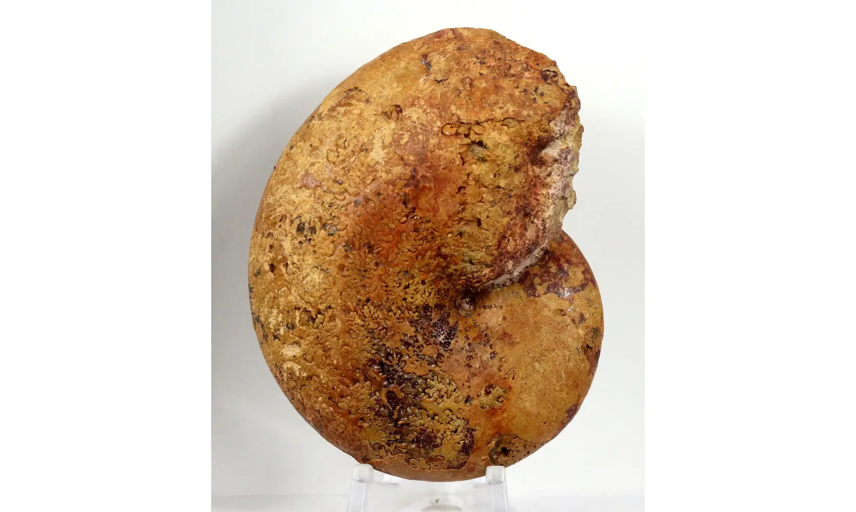 Adabofoloceras madagascariense