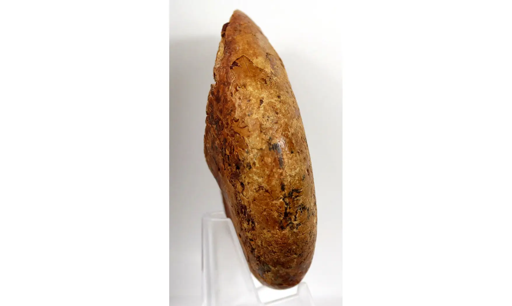 Adabofoloceras madagascariense