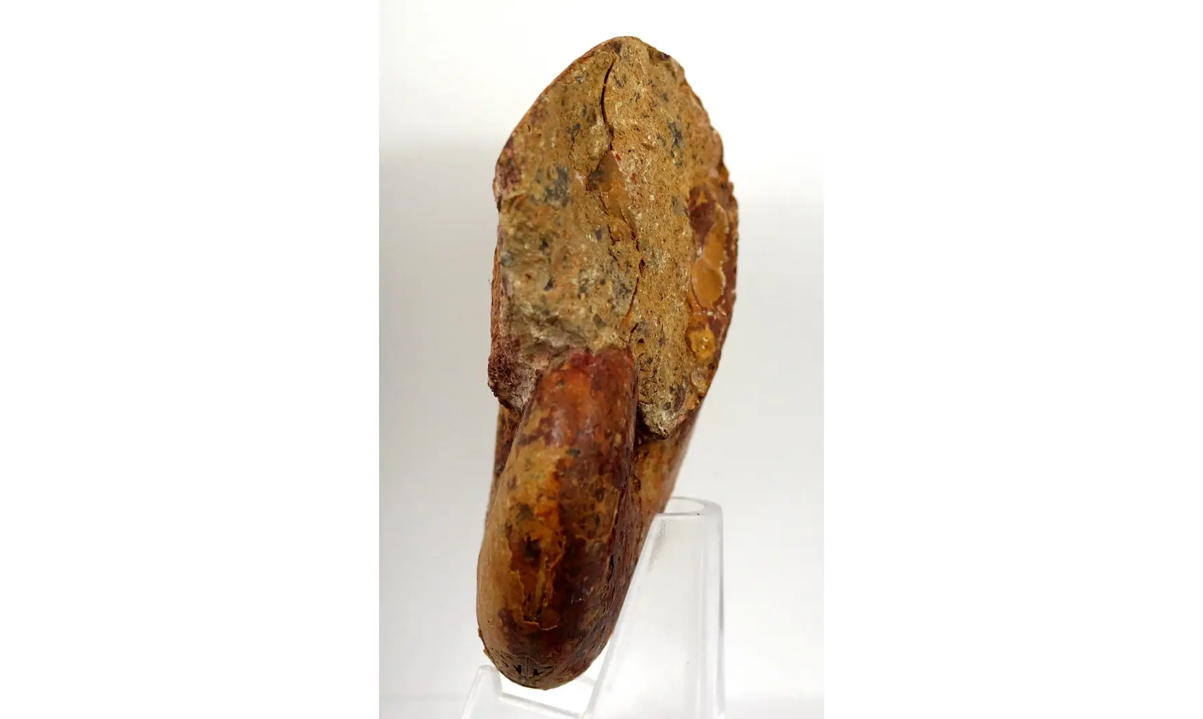 Adabofoloceras madagascariense