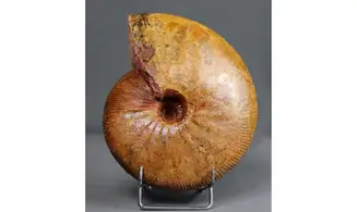 Epimayaites axonoides