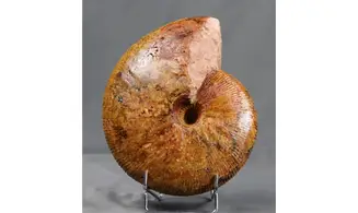 Epimayaites axonoides