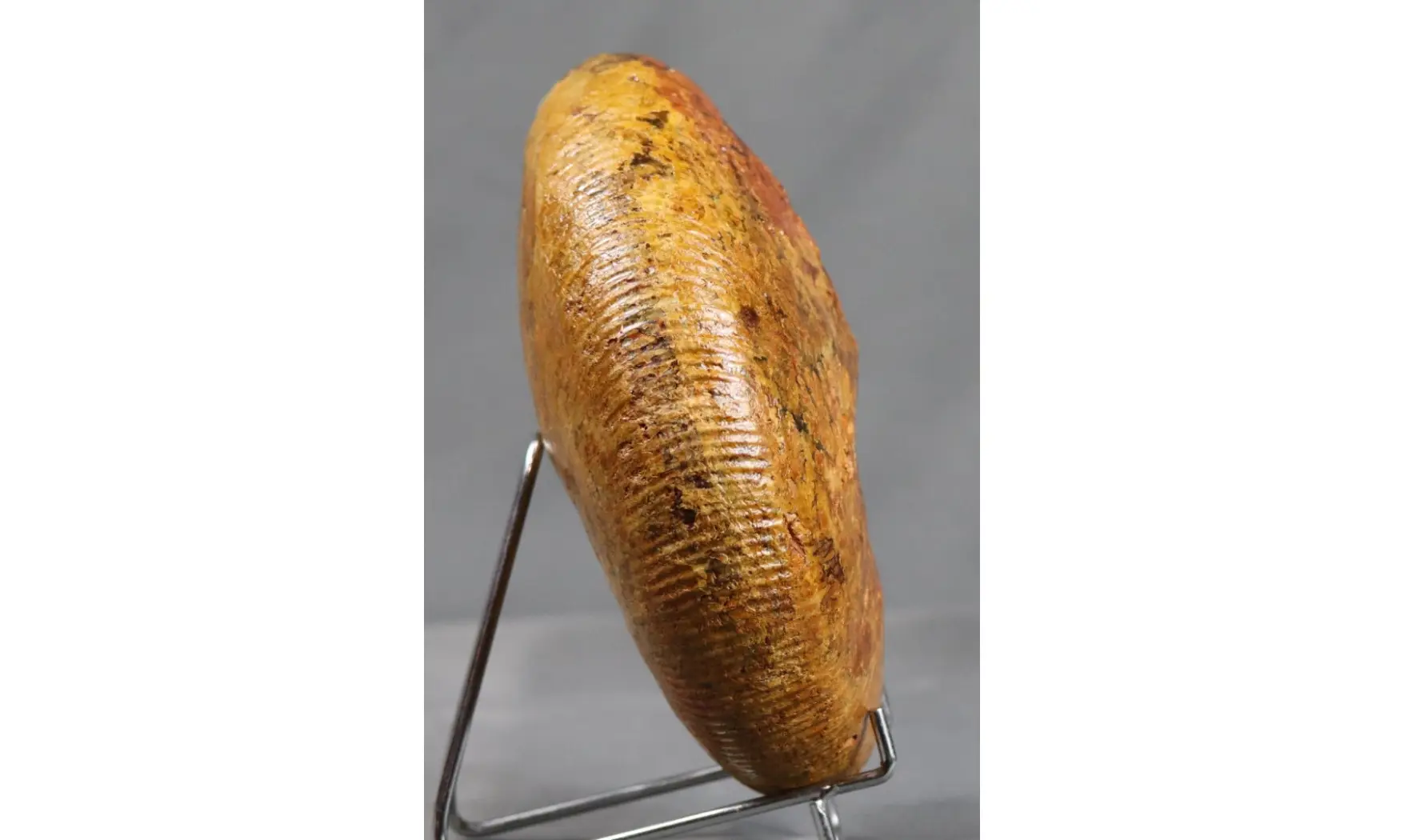 Epimayaites axonoides