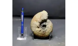 Orthaspidoceras lallierianum