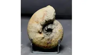 Orthaspidoceras lallierianum