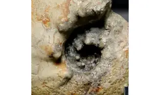 Orthaspidoceras lallierianum