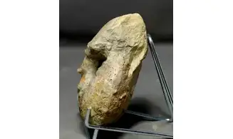Orthaspidoceras lallierianum