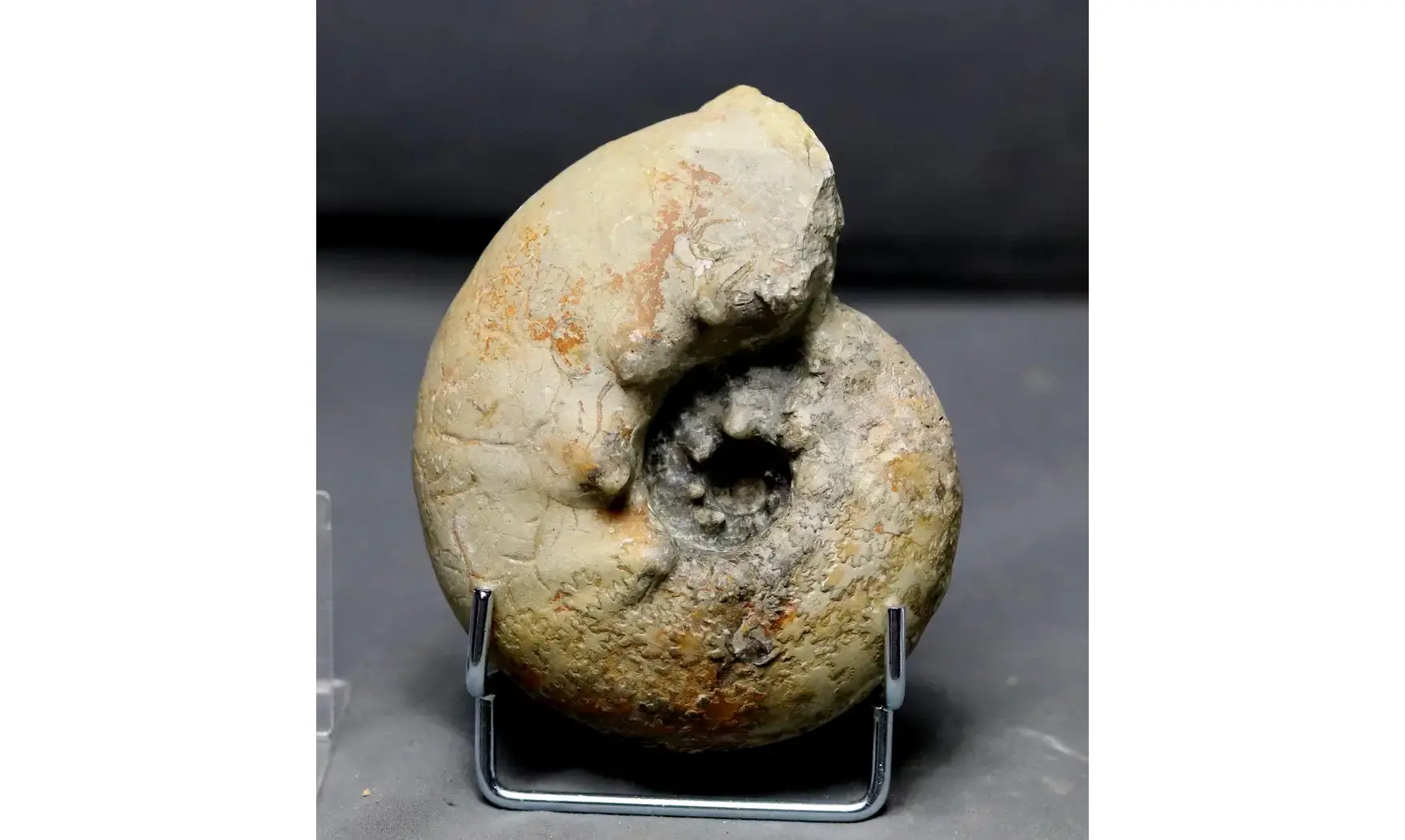 Orthaspidoceras lallierianum