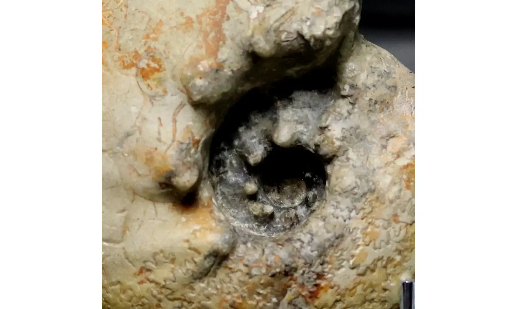 Orthaspidoceras lallierianum