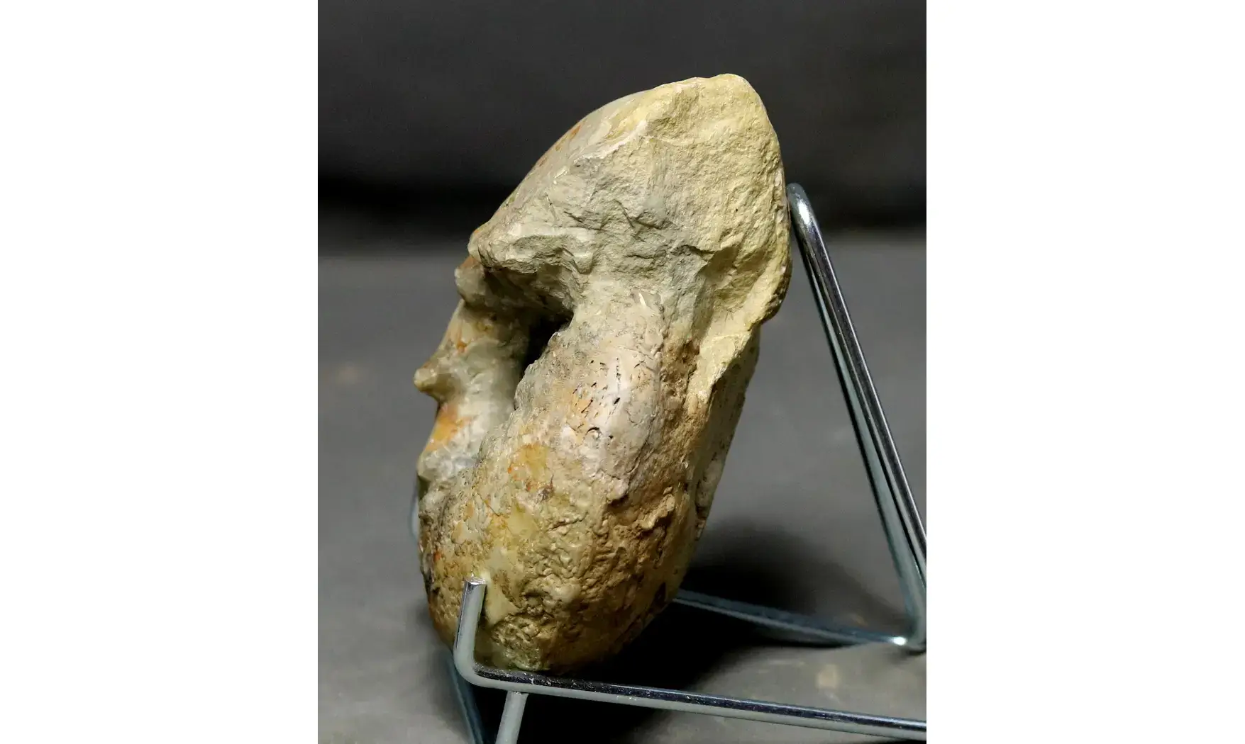 Orthaspidoceras lallierianum