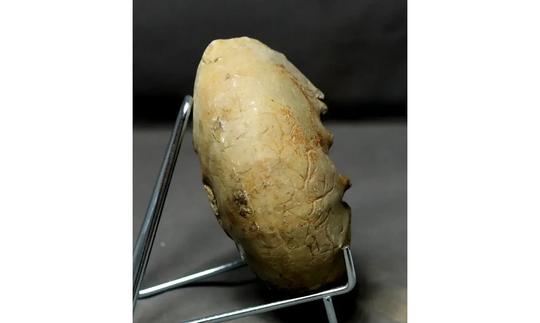 Orthaspidoceras lallierianum