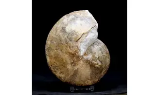 Wrightoceras munieri