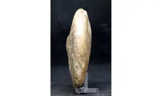Wrightoceras munieri