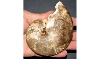 HOPLITOIDES MIRABILIS
