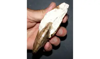 HOPLITOIDES MIRABILIS
