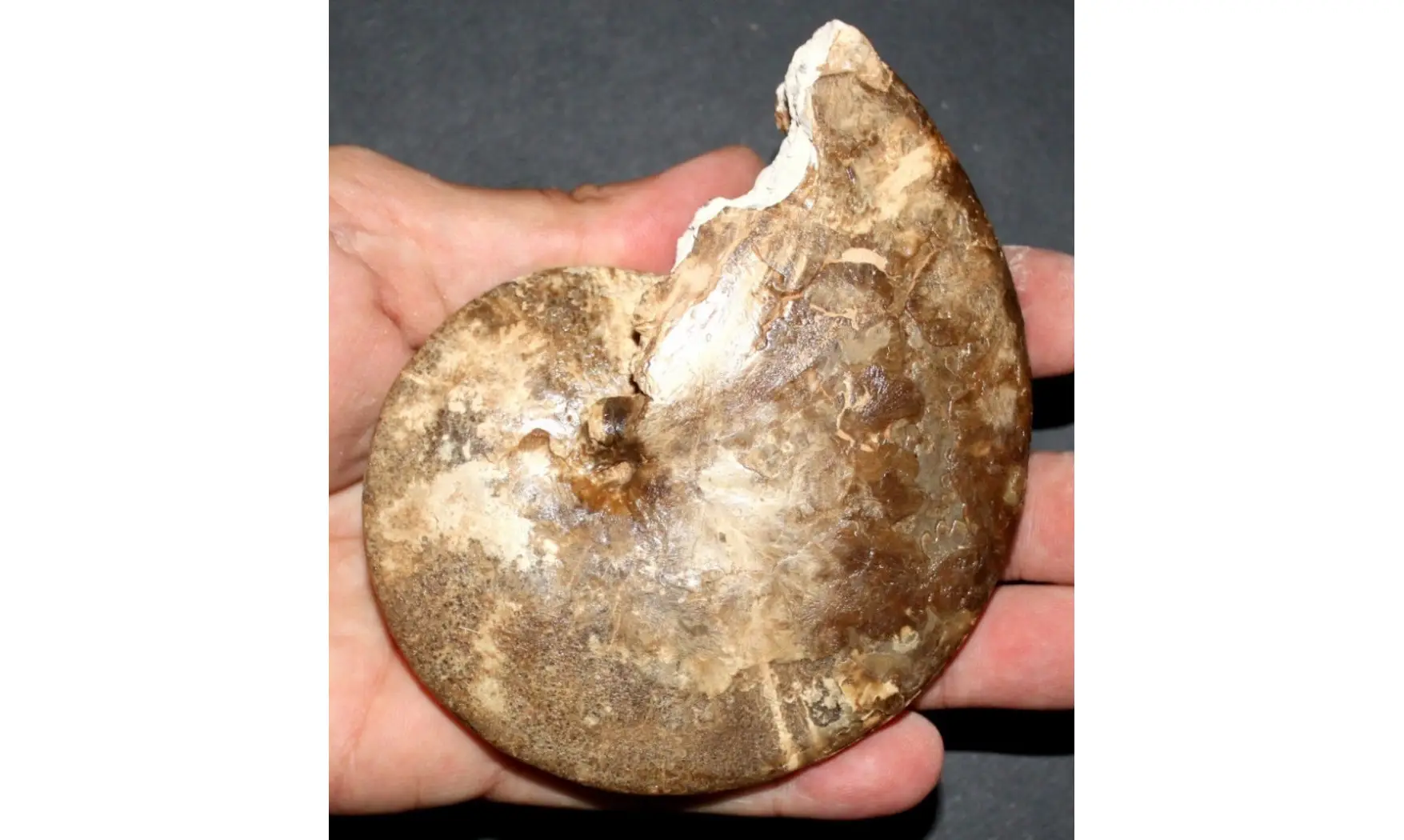 HOPLITOIDES MIRABILIS