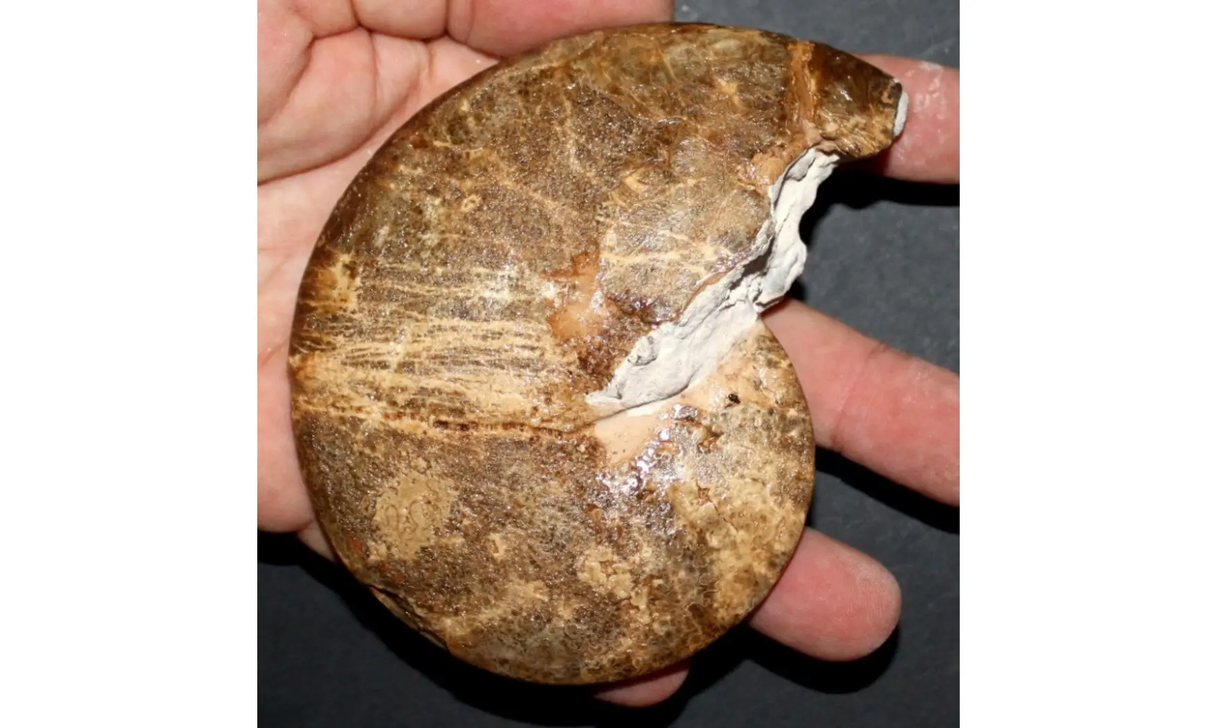 HOPLITOIDES MIRABILIS