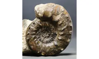 Euaspidoceras aff. douvillei + Cucullaea