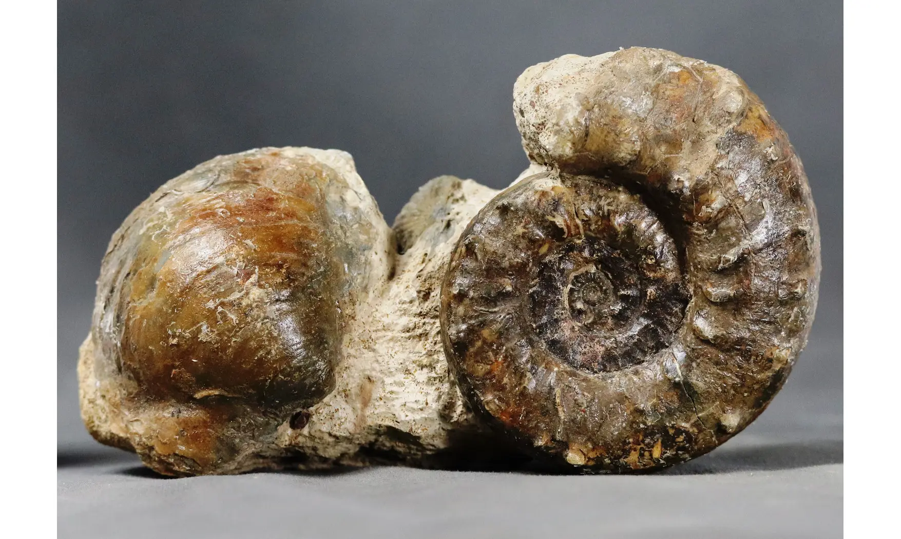 Euaspidoceras aff. douvillei + Cucullaea