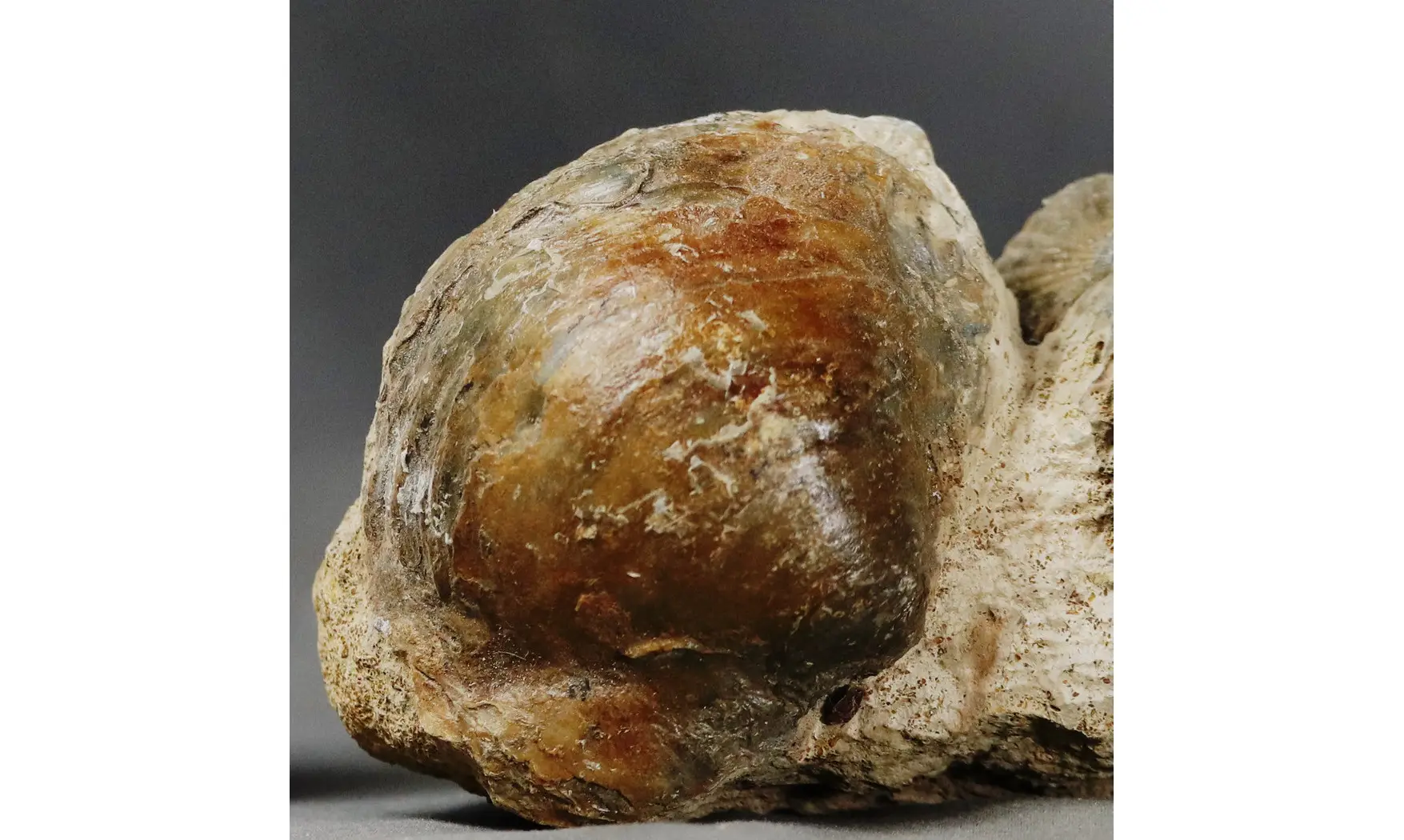 Euaspidoceras aff. douvillei + Cucullaea
