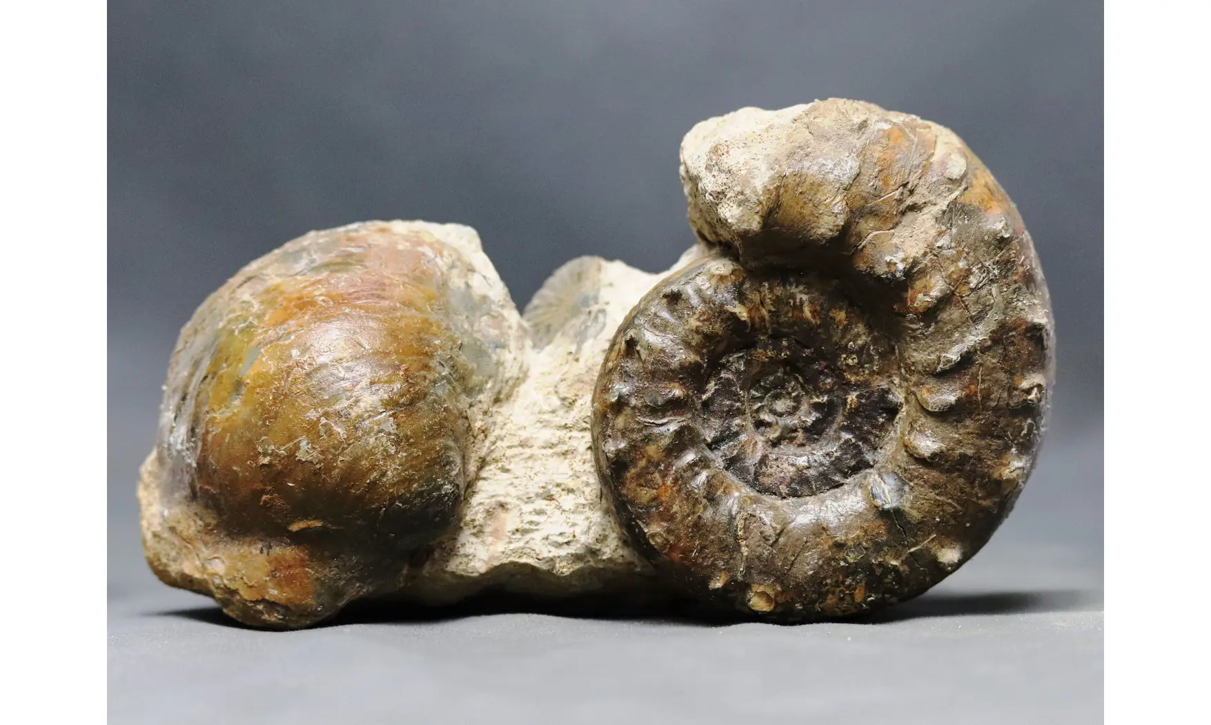 Euaspidoceras aff. douvillei + Cucullaea