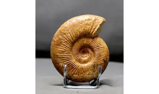 Discosphinctes tintanni