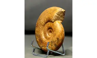 Discosphinctes tintanni