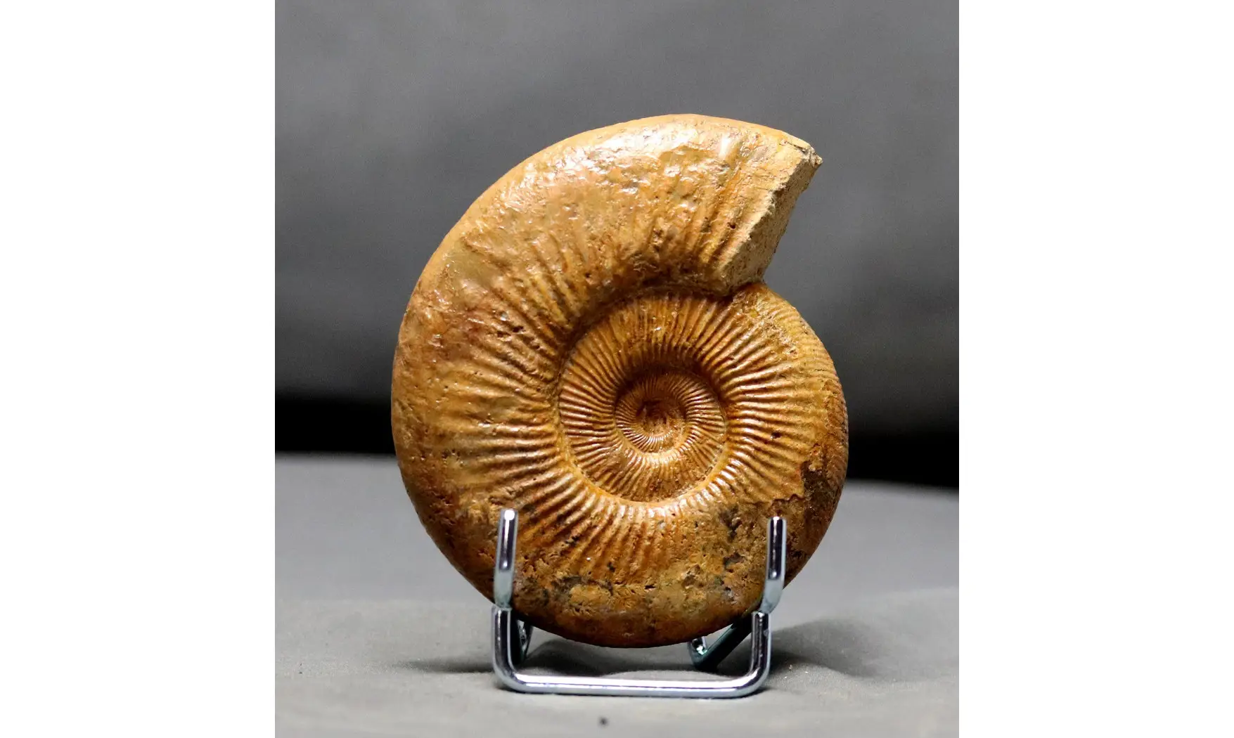 Discosphinctes tintanni